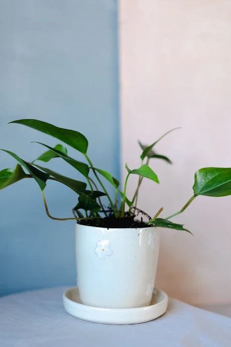 Daisy Ceramic Planter