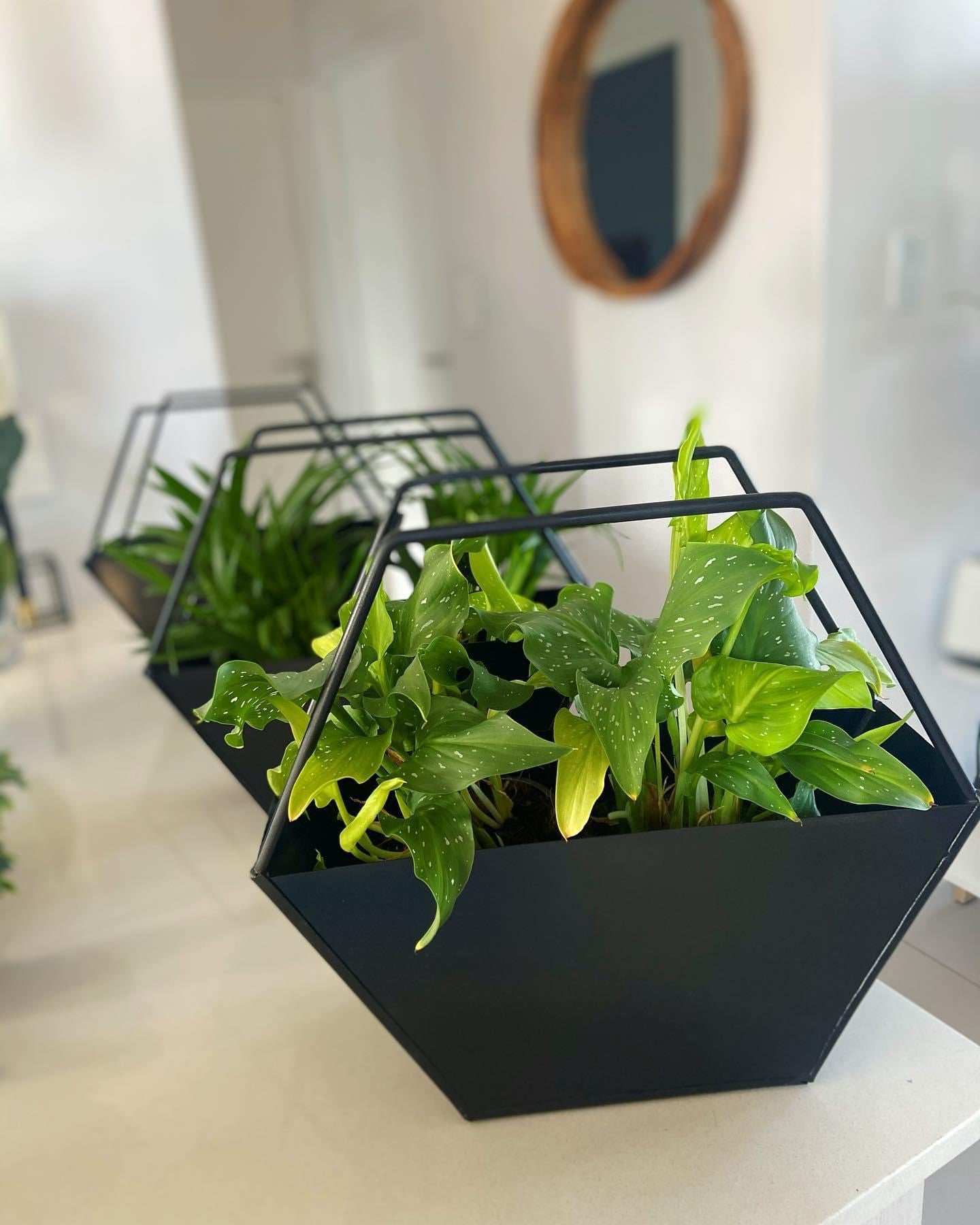 The Hexa Planter (set of 3)
