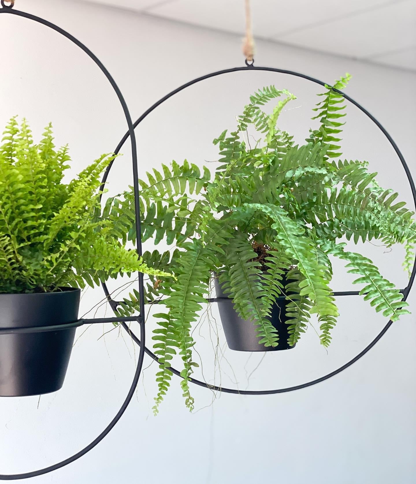 The Ring Hanger Planter