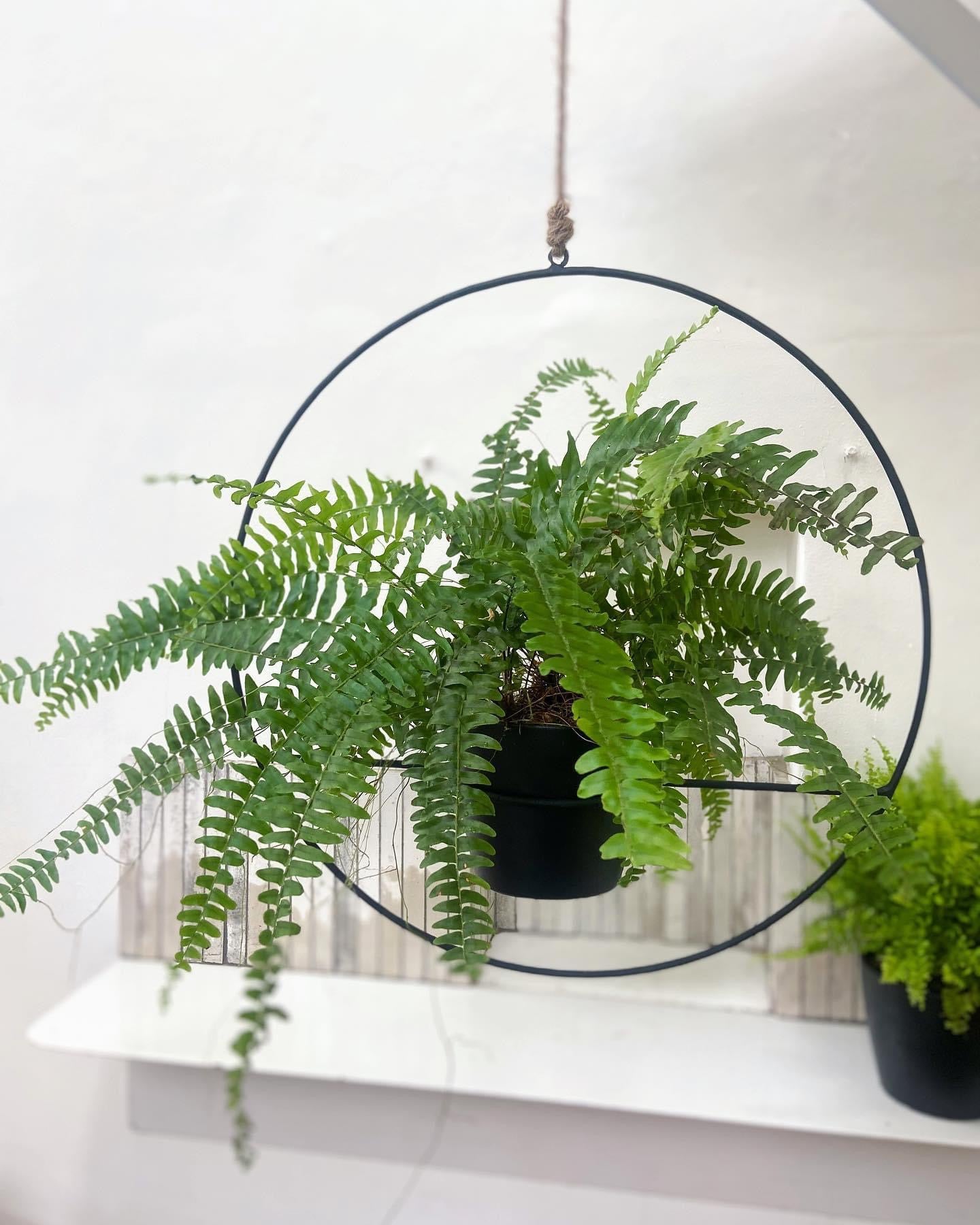 The Ring Hanger Planter