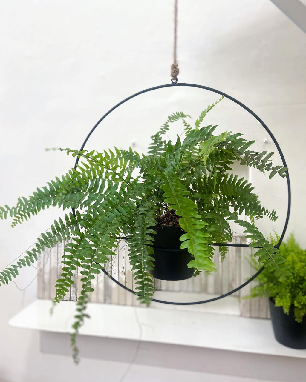 The Ring Hanger Planter