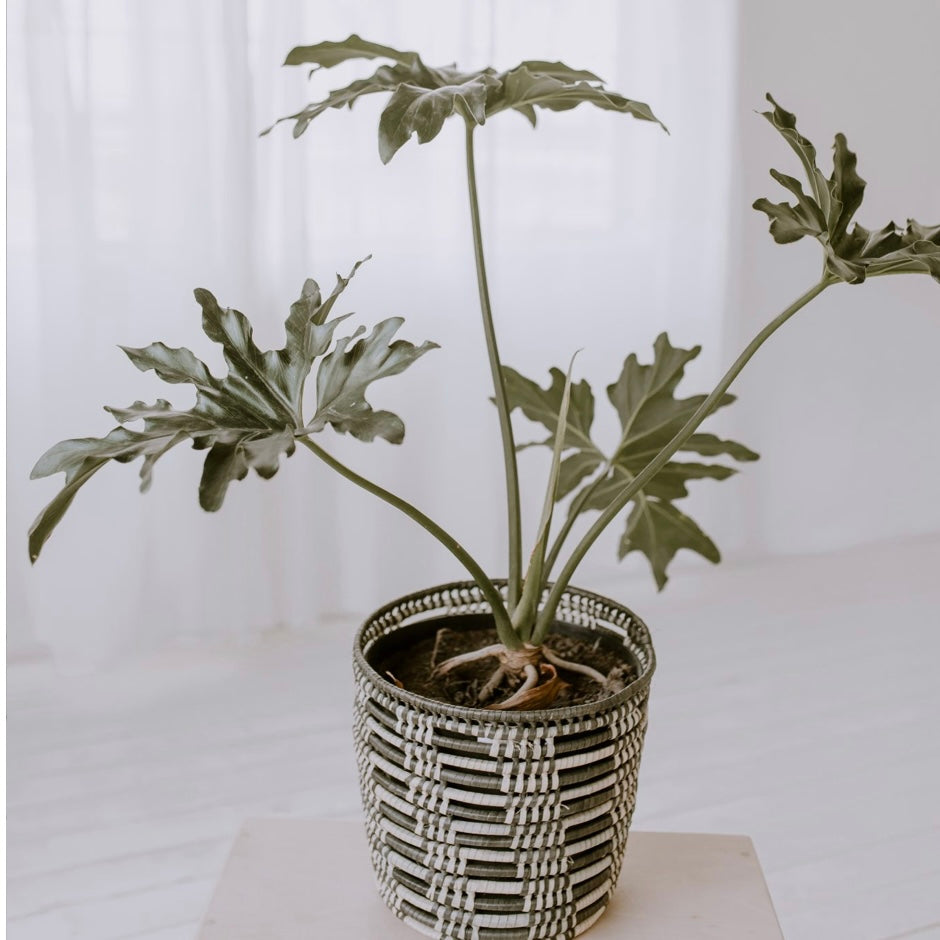 Willow Basket (L)