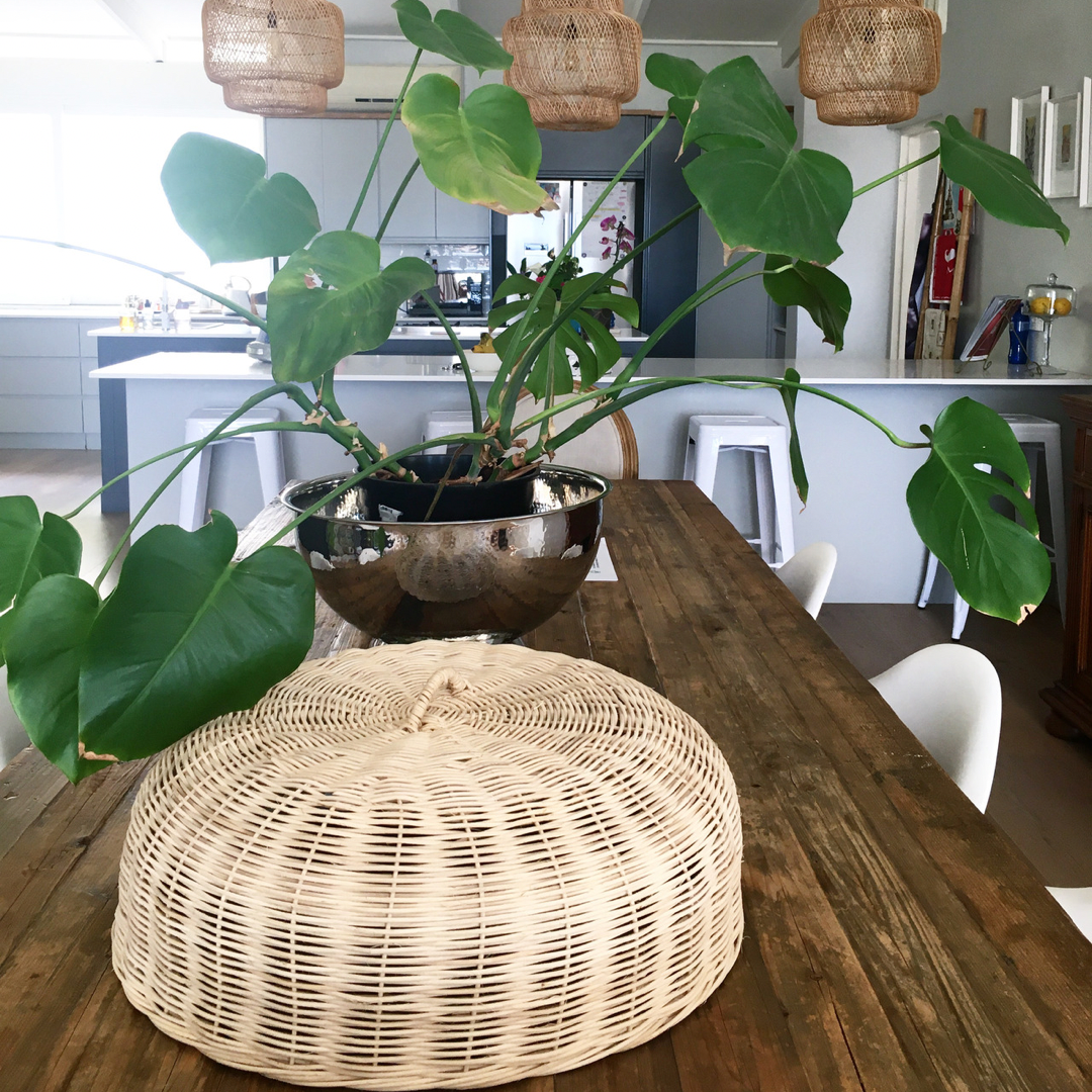 Cane Food Cover/Dome - Large