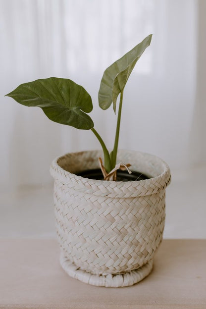 Oak Basket (Small)