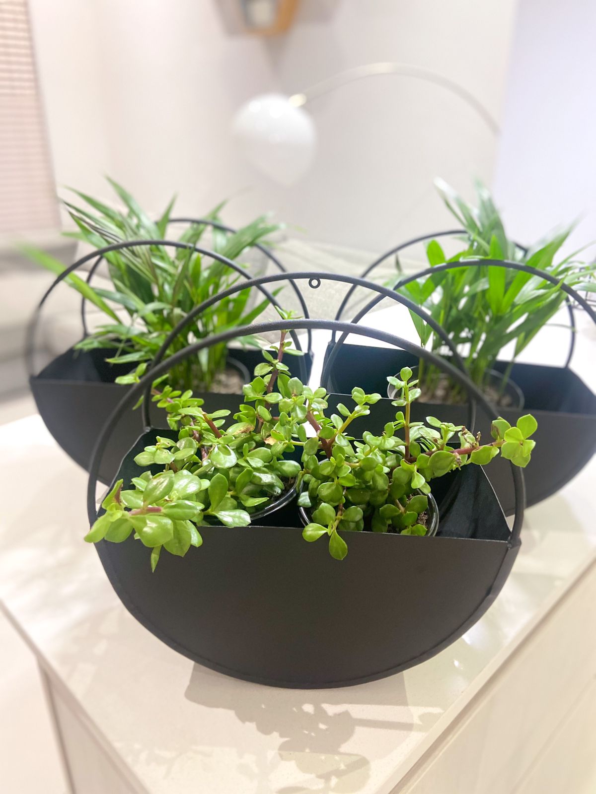 The Hoop Planter (each)
