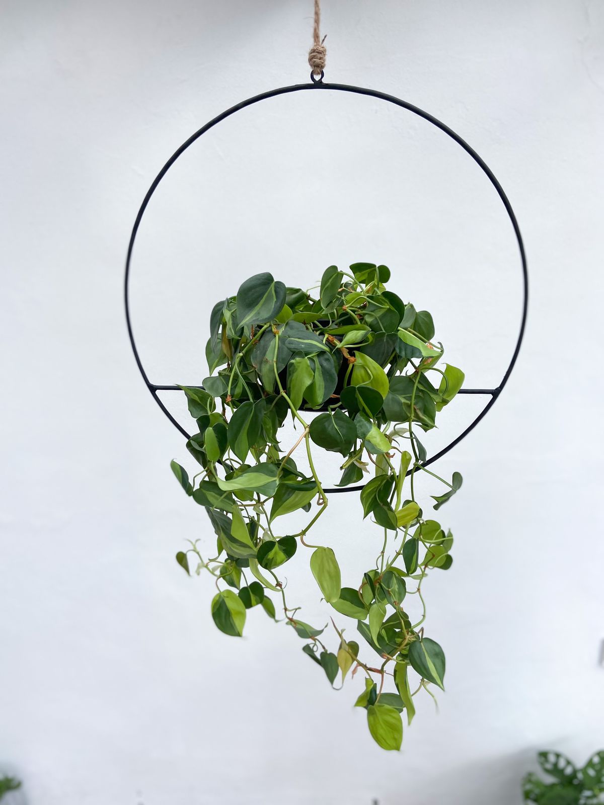 The Ring Planter