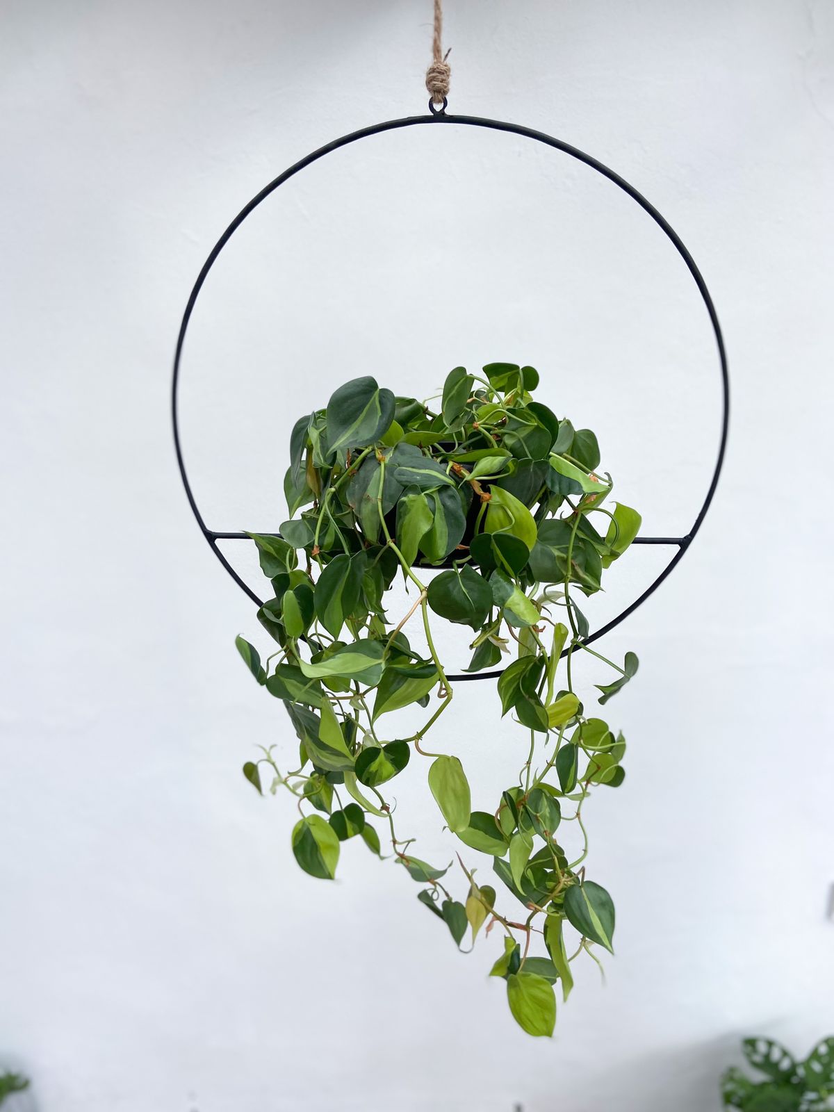 The Ring Hanger Planter