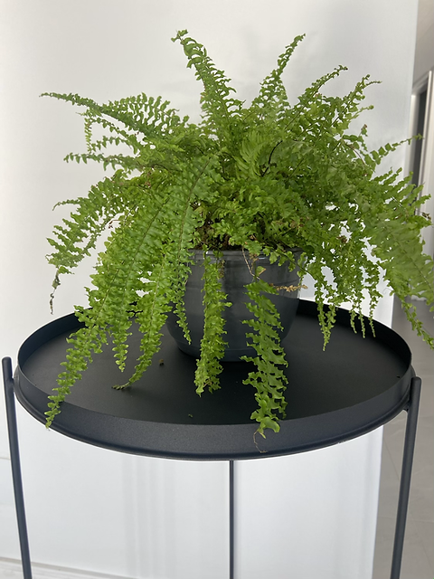Full Moon Steel Table